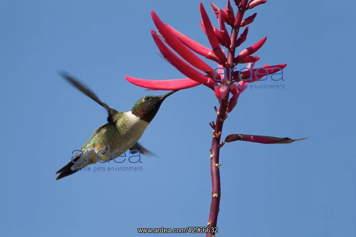 : Ruby-throated Hummingbird male feeding at flower : Ruby-throated Hummingbird male feeding at flower
