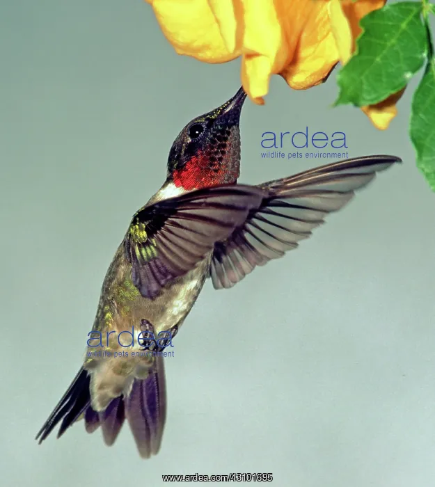 : Ruby-throated Hummingbird male at flower : Ruby-throated Hummingbird male at flower