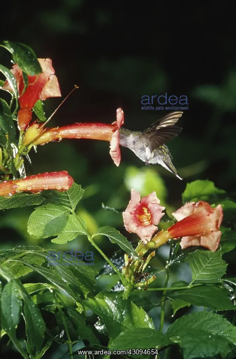 : Ruby-throated Hummingbird nectaring : Ruby-throated Hummingbird nectaring