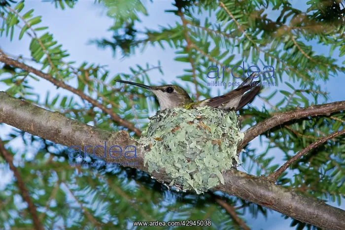 : Ruby-throated Hummingbird nest : Ruby-throated Hummingbird nest