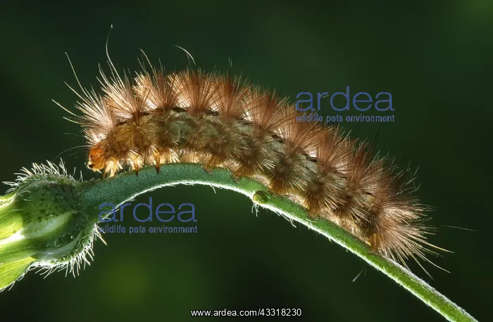 : Ruby Tiger (Phragmatobia fuliginosa) caterpilla : Ruby Tiger (Phragmatobia fuliginosa) caterpilla