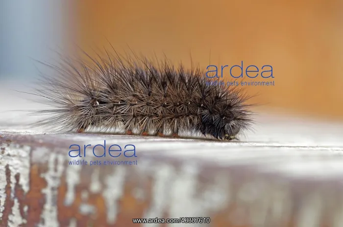  : Ruby tiger (Phragmatobia fuliginosa), caterpillar