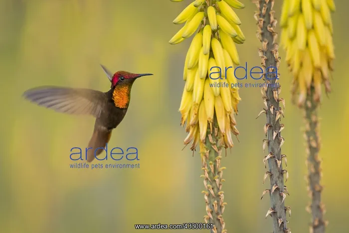 : Ruby-topaz Hummingbird (Chrysolampis mosquitus) : Ruby-topaz Hummingbird (Chrysolampis mosquitus)