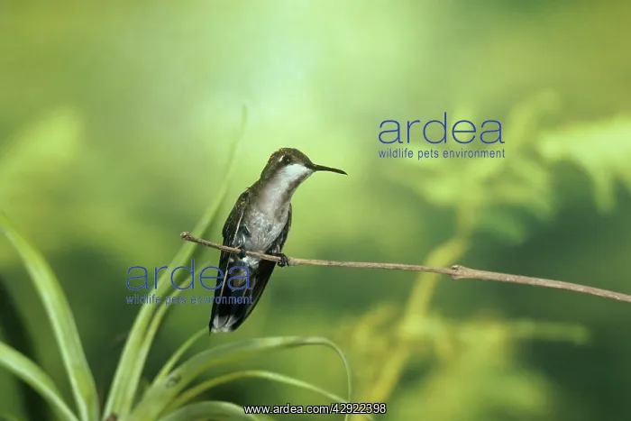 : Ruby-Topaz Hummingbird - female : Ruby-Topaz Hummingbird - female