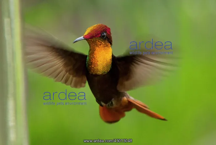  : Ruby-topaz Hummingbird hovering Trinidad