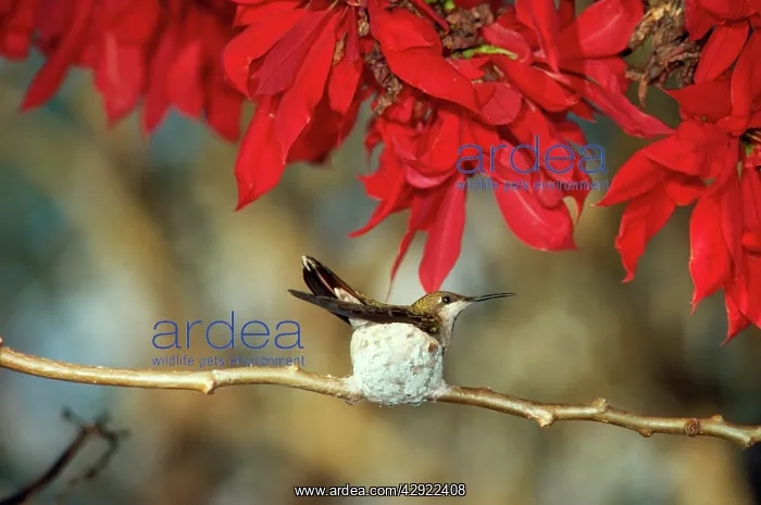 : RUBY-TOPAZ HUMMINGBIRD - in nest on branch behind red leaves : RUBY-TOPAZ HUMMINGBIRD - in nest on branch behind red leaves