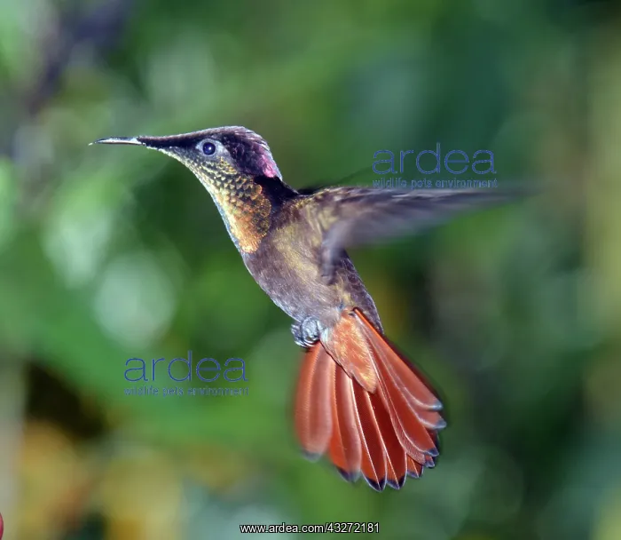 : Ruby-topaz Huummingbird hovering at special feeder : Ruby-topaz Huummingbird hovering at special feeder