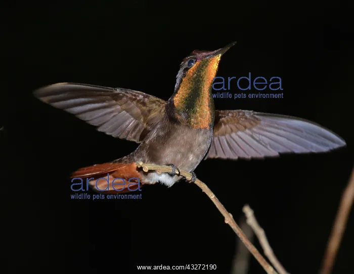 : Ruby-topaz Huummingbird hovering at special feeder : Ruby-topaz Huummingbird hovering at special feeder