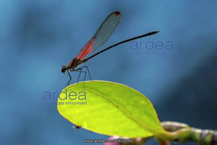 : Rubyspot, damselfly, male, Cano Cristales, Serrania : Rubyspot, damselfly, male, Cano Cristales, Serrania