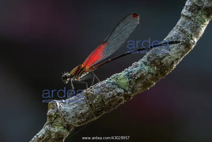 : Rubyspot, damselfly, male, Cano Cristales, Serrania : Rubyspot, damselfly, male, Cano Cristales, Serrania