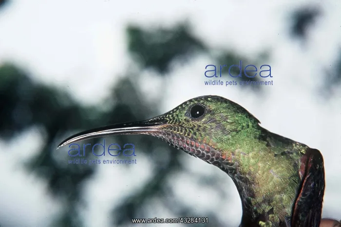 : RUBYTHROAT HUMMINGBIRD - close-up of head : RUBYTHROAT HUMMINGBIRD - close-up of head
