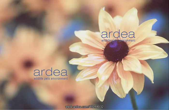 : RUDBECKIA Goldilocks : RUDBECKIA Goldilocks