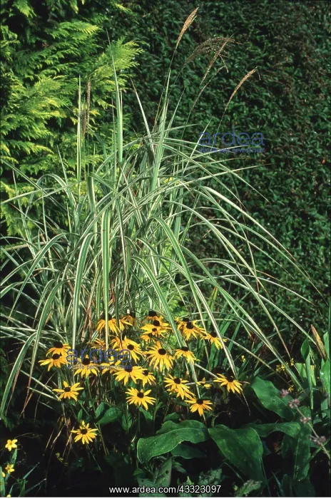 : RUDBECKIA & GRASS : RUDBECKIA & GRASS