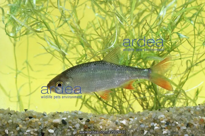  : RUDD FISH (Scardinius erythrophthalmus)