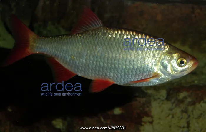 : Rudd (Scardinus erythropthalmus). Slow flowing, still and muddy waters, north west Europe : Rudd (Scardinus erythropthalmus). Slow flowing, still and muddy waters, north west Europe