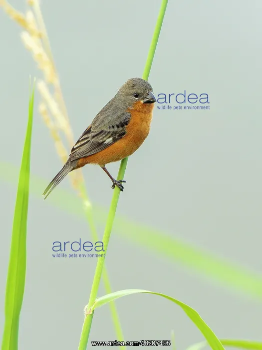 : Ruddy-breasted Seedeater (Sporophila minuta), Panama : Ruddy-breasted Seedeater (Sporophila minuta), Panama