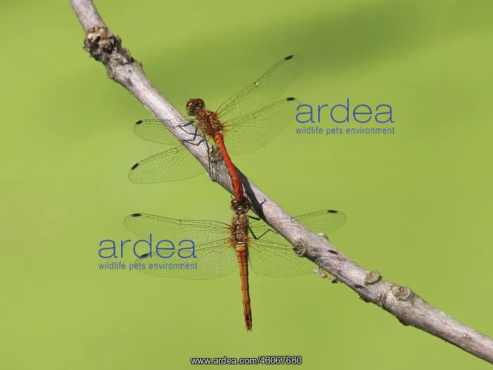 : Ruddy Darter : Ruddy Darter