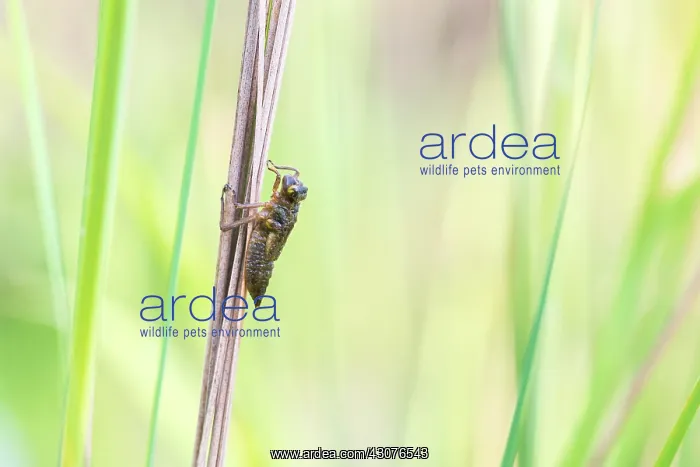 : Ruddy Darter : Ruddy Darter