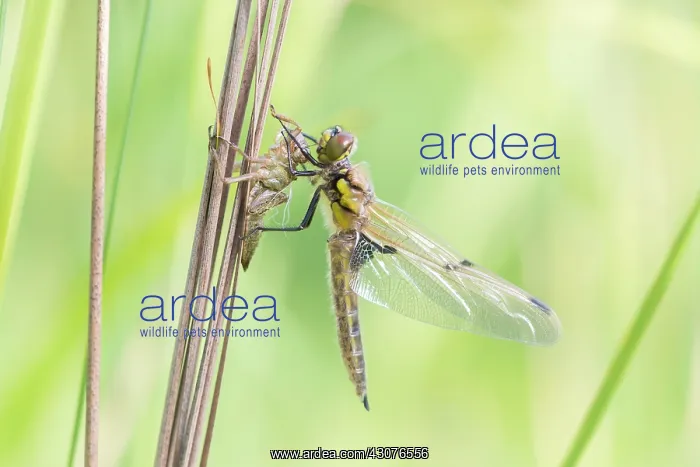 : Ruddy Darter : Ruddy Darter