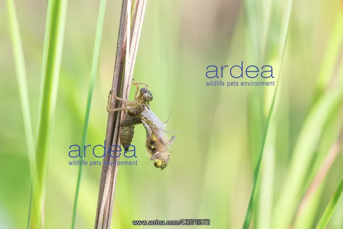 : Ruddy Darter : Ruddy Darter
