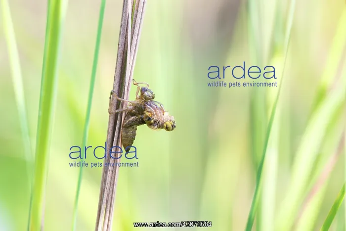 : Ruddy Darter : Ruddy Darter