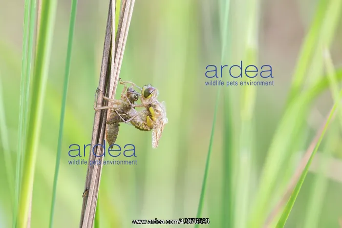 : Ruddy Darter : Ruddy Darter