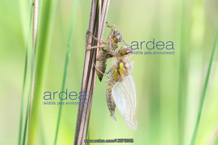 : Ruddy Darter : Ruddy Darter