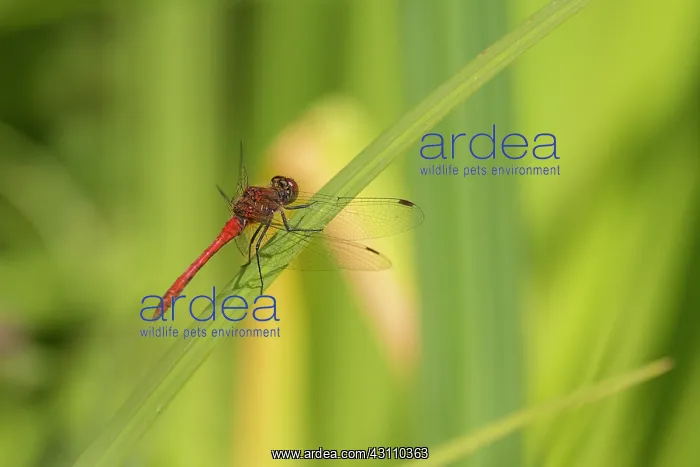 : Ruddy Darter : Ruddy Darter