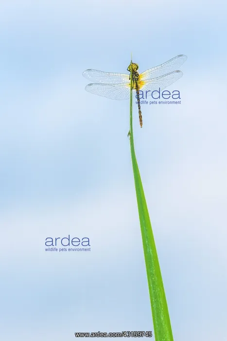  : Ruddy Darter