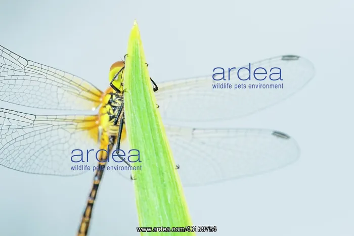  : Ruddy Darter