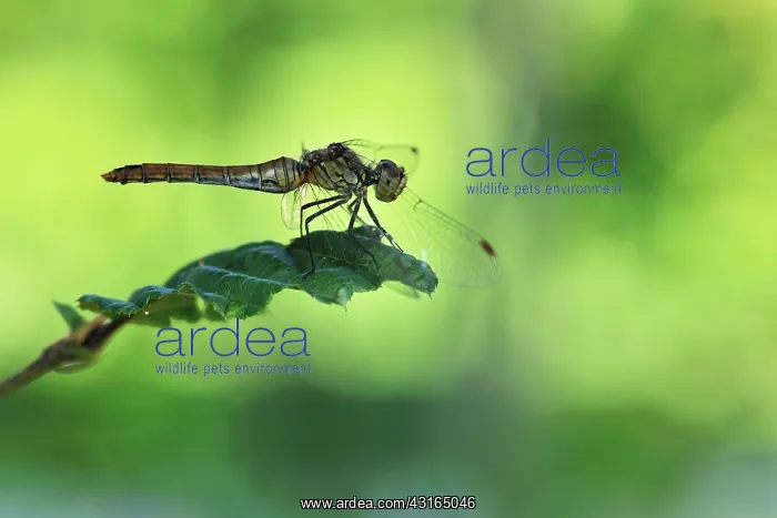 : Ruddy Darter : Ruddy Darter