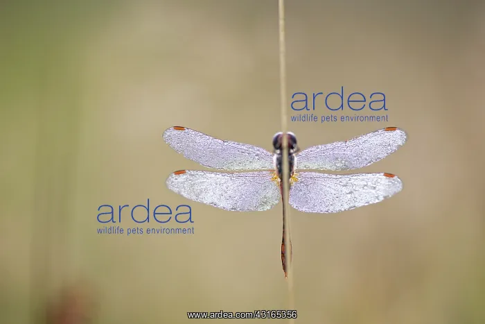 : Ruddy Darter : Ruddy Darter