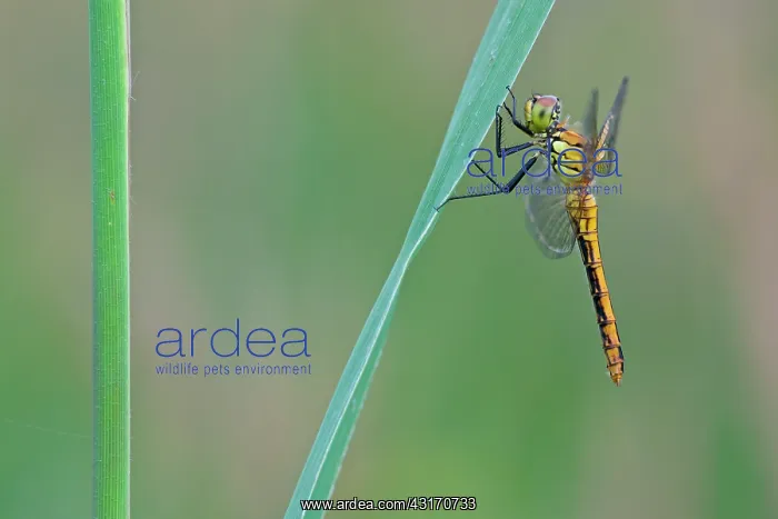 : Ruddy Darter : Ruddy Darter