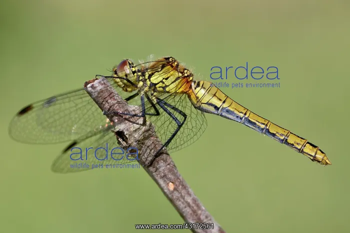 : Ruddy Darter : Ruddy Darter