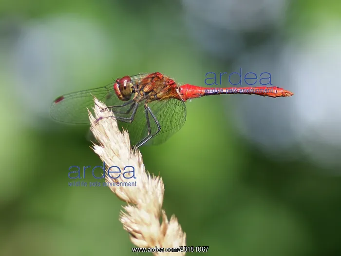 : Ruddy Darter : Ruddy Darter