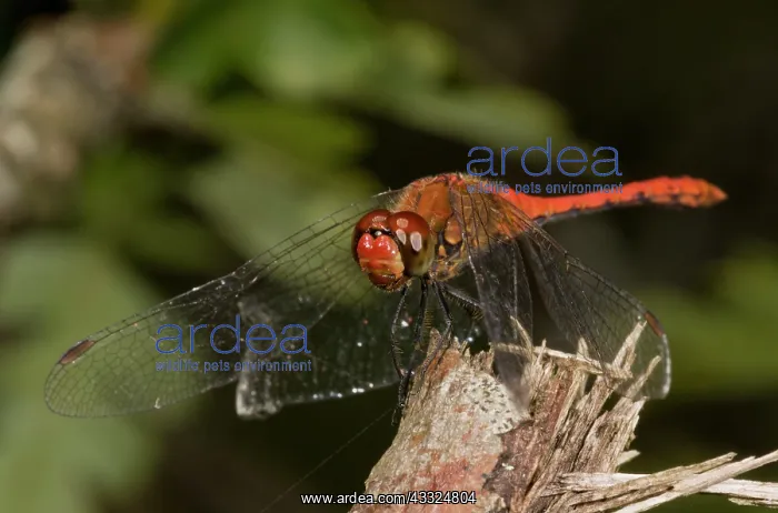 : Ruddy Darter Dragonflies - perched male : Ruddy Darter Dragonflies - perched male
