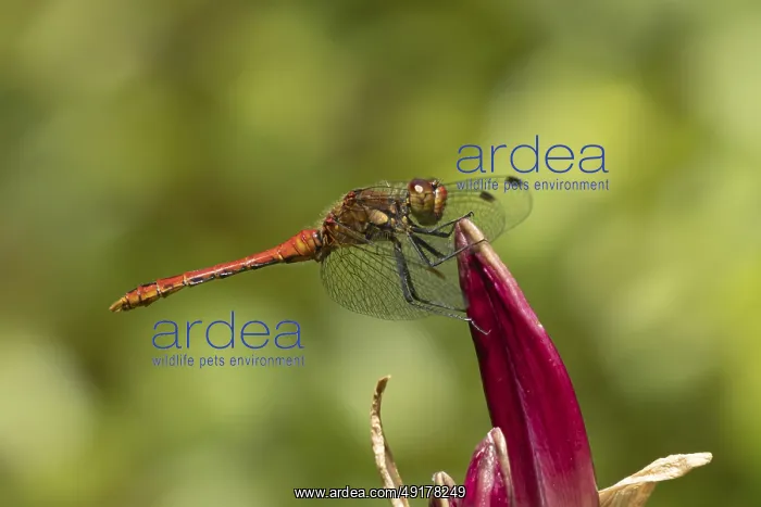 : Ruddy darter dragonfly (Sympetrum sanguineum) adult insect resting on a garden lily flower in summer : Ruddy darter dragonfly (Sympetrum sanguineum) adult insect resting on a garden lily flower in summer