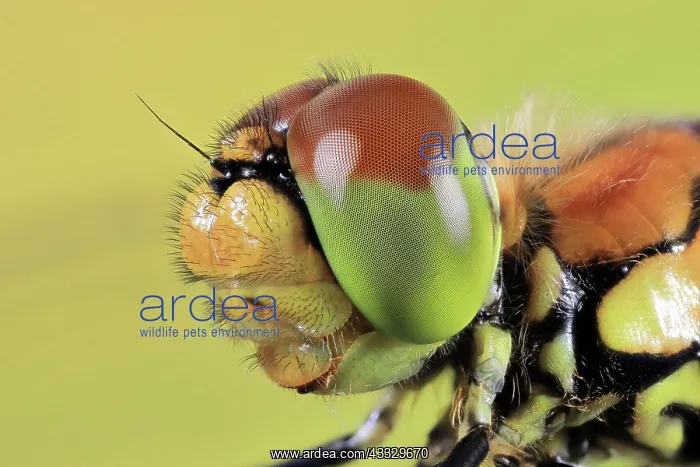 : Ruddy darter (Sympetrum sanguineum), female, mac : Ruddy darter (Sympetrum sanguineum), female, mac
