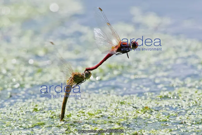 : Ruddy Darter (Sympetrum sanguineum), pair laying : Ruddy Darter (Sympetrum sanguineum), pair laying