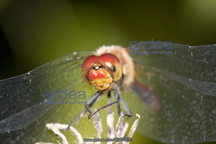 : Ruddy Darter (Sympetrum sanguineum) portrait in : Ruddy Darter (Sympetrum sanguineum) portrait in