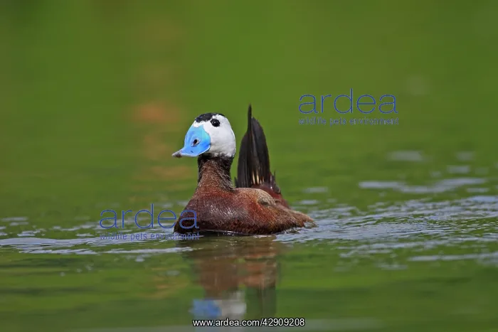 : Ruddy Duck : Ruddy Duck