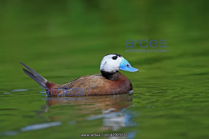 : Ruddy Duck : Ruddy Duck