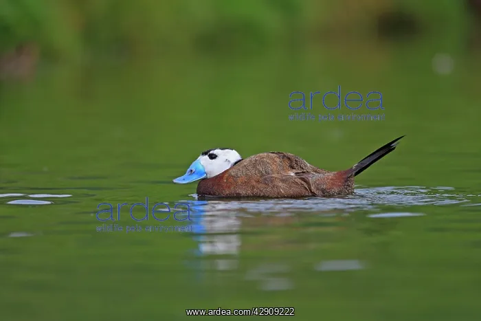 : Ruddy Duck : Ruddy Duck