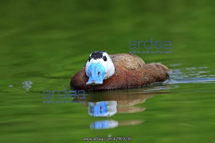 : Ruddy Duck : Ruddy Duck