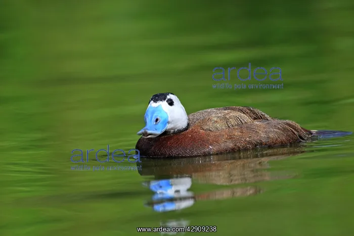: Ruddy Duck : Ruddy Duck