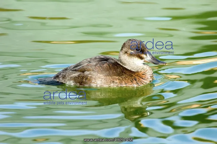 : Ruddy Duck : Ruddy Duck