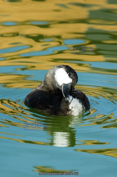 : Ruddy Duck : Ruddy Duck