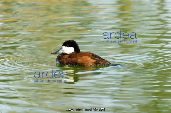 : Ruddy Duck : Ruddy Duck