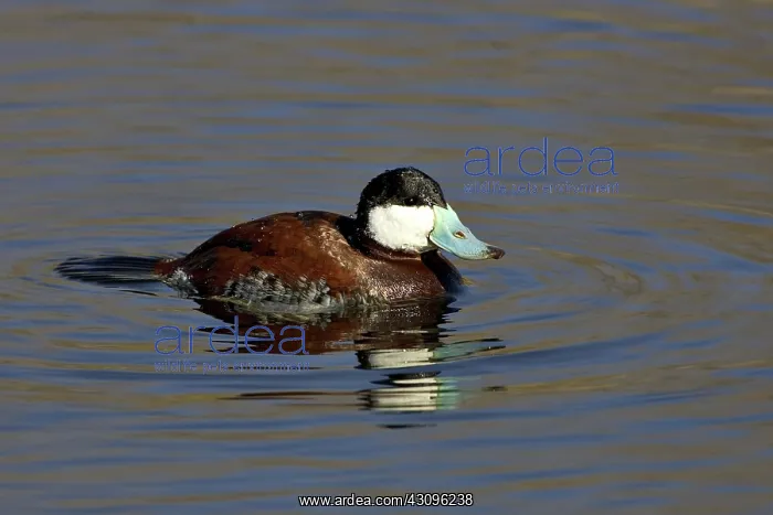 : Ruddy Duck : Ruddy Duck