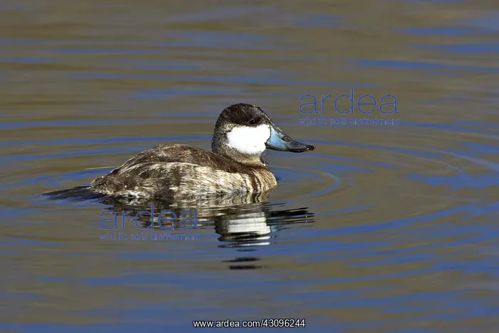 : Ruddy Duck : Ruddy Duck